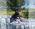 Small #2 Labrador Retriever Mix