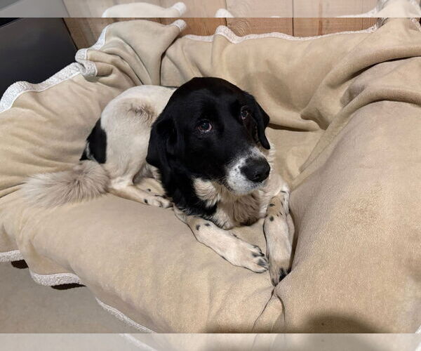Medium Photo #8 Border Collie-Unknown Mix Puppy For Sale in Hinton, WV, USA