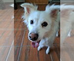 Small #10 American Eskimo Dog Mix