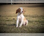 Small Photo #3 Brittany Puppy For Sale in FITZGERALD, GA, USA