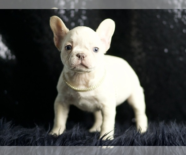 Medium Photo #15 French Bulldog Puppy For Sale in WARSAW, IN, USA