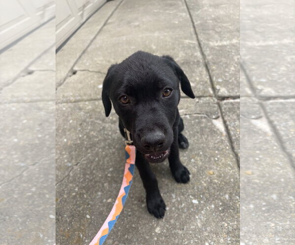 Medium Photo #3 Pointer-Rottweiler Mix Puppy For Sale in McKinney, TX, USA