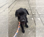 Small #2 Pointer-Rottweiler Mix