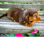 Small #6 Dachshund