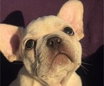 Small #1 Faux Frenchbo Bulldog-French Bulldog Mix
