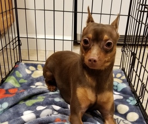 Miniature Pinscher Puppy for sale in CARNEYS POINT, NJ, USA
