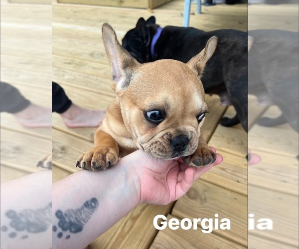 Medium Photo #28 French Bulldog Puppy For Sale in CEDAR RAPIDS, IA, USA