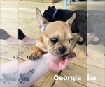Small #27 French Bulldog