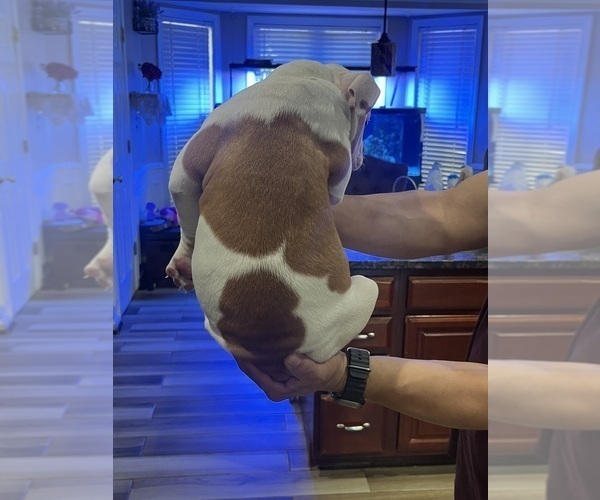Medium Photo #5 American Bulldog Puppy For Sale in HARPERS FERRY, WV, USA