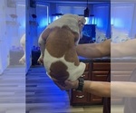 Small #4 American Bulldog