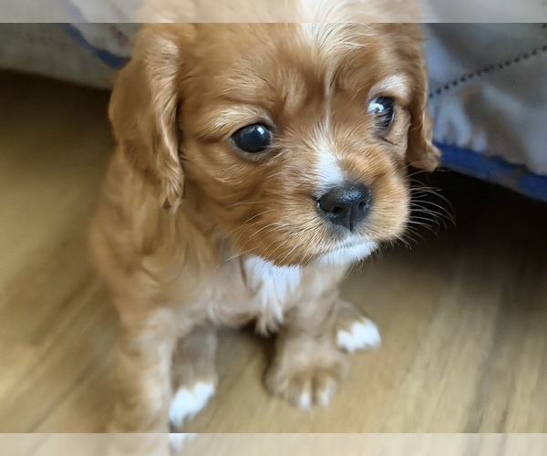 Medium Photo #4 Cavalier King Charles Spaniel Puppy For Sale in KANSAS CITY, MO, USA