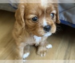 Small #3 Cavalier King Charles Spaniel