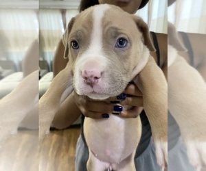 American Bully Puppy for sale in GLENN DALE, MD, USA