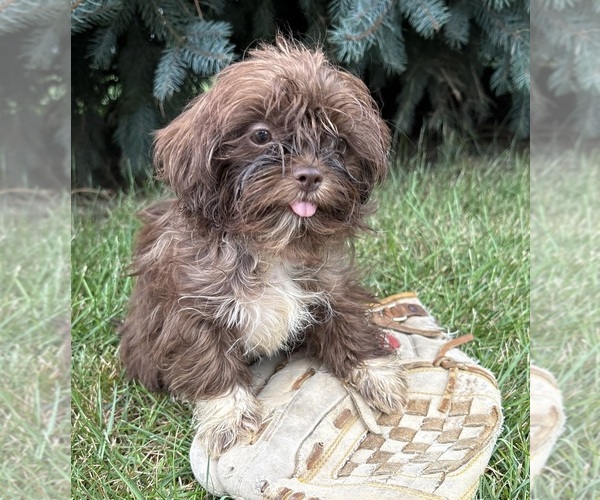 Medium Photo #4 Shih Tzu Puppy For Sale in MIDDLEBURY, IN, USA