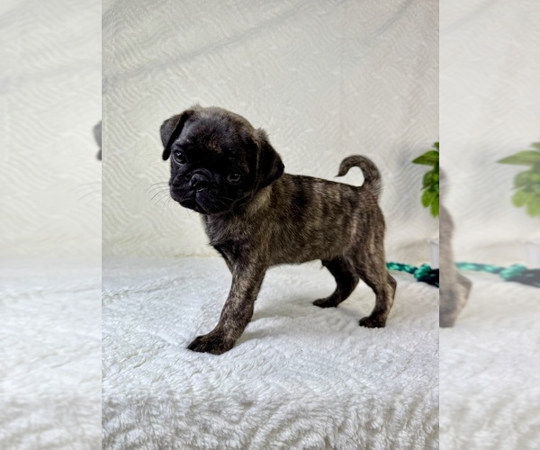 Medium Photo #2 Pug Puppy For Sale in GREENFIELD, IN, USA