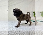 Small #1 Pug