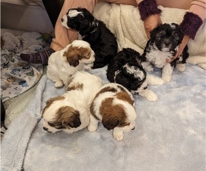 Cockeranian-F2 Aussiedoodle Mix Puppy for sale in SALEM, MA, USA