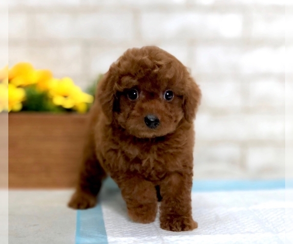 Medium Photo #8 Poodle (Toy) Puppy For Sale in SAN JOSE, CA, USA