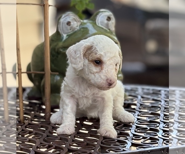 Medium Photo #6 Goldendoodle (Miniature) Puppy For Sale in SAINT MARYS, KS, USA