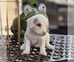 Small #5 Goldendoodle (Miniature)
