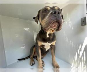 Mutt Dogs for adoption in Houston, TX, USA