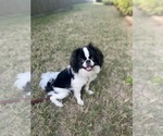 Small #1 Japanese Chin