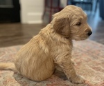 Small Photo #4 Goldendoodle Puppy For Sale in BIRCHWOOD, TN, USA