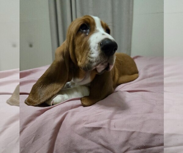Medium Photo #21 Basset Hound Puppy For Sale in HILLSBORO, TX, USA