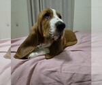 Small Photo #21 Basset Hound Puppy For Sale in HILLSBORO, TX, USA