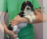 Small #1 Spaniel Mix