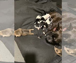 Mother of the French Bulldog puppies born on 11/28/2023