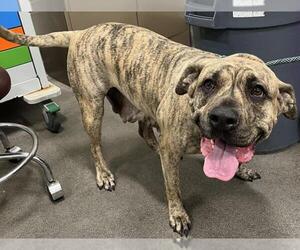 Mutt Dogs for adoption in Forestville, MD, USA