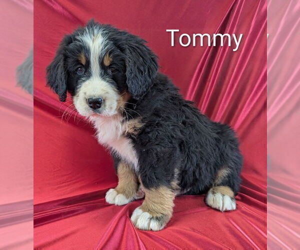 Medium Photo #12 Bernese Mountain Dog Puppy For Sale in CANON CITY, CO, USA