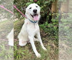 Small #1 Great Pyrenees