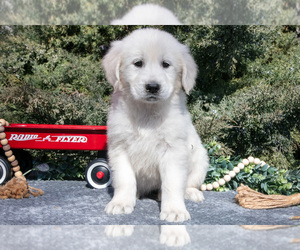 Medium English Cream Golden Retriever