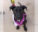 Small #6 Labrador Retriever Mix