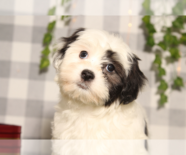 Medium Photo #3 Zuchon Puppy For Sale in MARIETTA, GA, USA