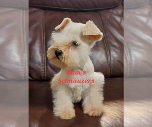 Schnauzer (Miniature) Puppy for sale in Tijuana, Baja California, Mexico