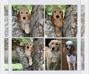 Goldendoodle-Poodle (Standard) Mix Puppy for sale in DAMASCUS, OR, USA