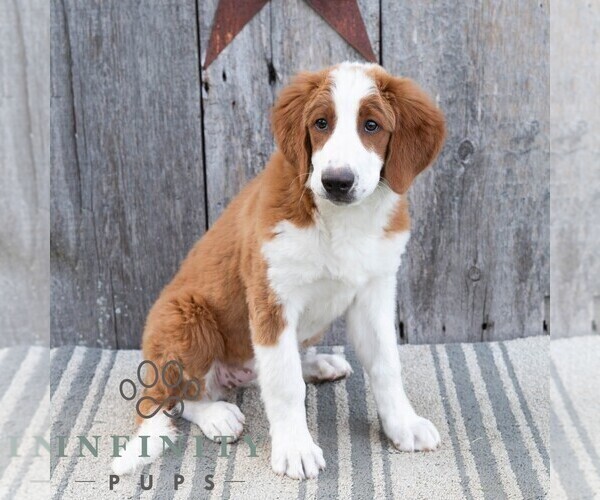 Medium Photo #3 Bernedoodle (Miniature) Puppy For Sale in SUNBURY, PA, USA