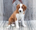 Small #2 Bernedoodle (Miniature)