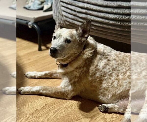 Medium Photo #1 Mutt Puppy For Sale in Germantown, OH, USA
