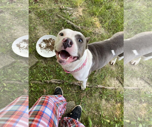 Medium Photo #15 American Pit Bull Terrier-Unknown Mix Puppy For Sale in Germantown, OH, USA
