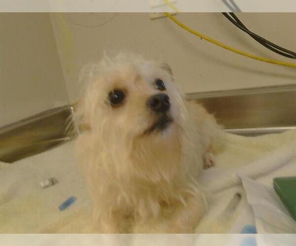 Medium Photo #1 Cairn Terrier Puppy For Sale in Sacramento, CA, USA