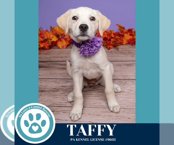 Medium Photo #2 Labrenees Puppy For Sale in Kimberton, PA, USA