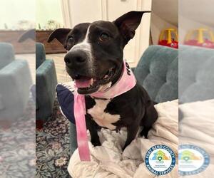 LOVEBUG - Female Staffordshire Bull Terrier Dog for Adoption - Photo #3