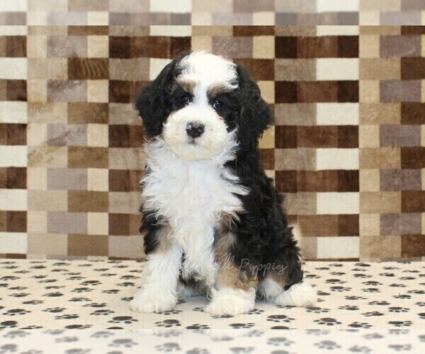 Medium Photo #4 Bernedoodle (Miniature) Puppy For Sale in DENVER, PA, USA