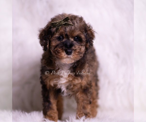 Medium Photo #2 Poodle (Miniature) Puppy For Sale in WARSAW, IN, USA