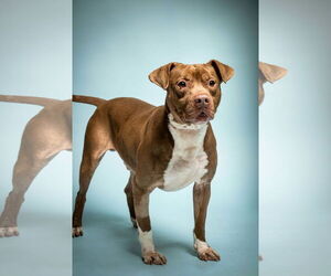 American Pit Bull Terrier-Unknown Mix Dogs for adoption in Rowlett, TX, USA