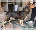 Small Photo #1 English Springer Spaniel Puppy For Sale in SPOTSYLVANIA, VA, USA
